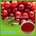 Chinese manufacturer provide top quality cranberry powder with competitive price